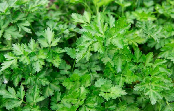depositphotos 29362551 stock photo parsley