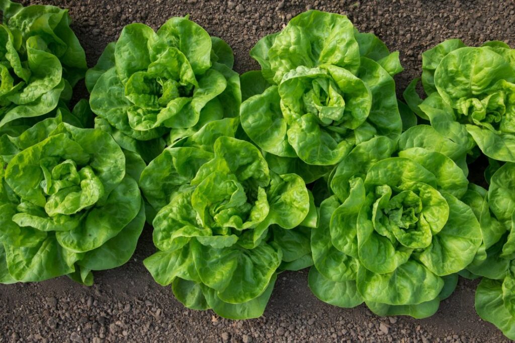 laitue romaine scaled e1618866022212