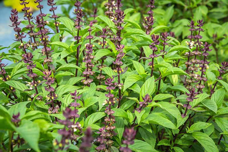 Purple Flowers of Thai Basil Growing in the Garden